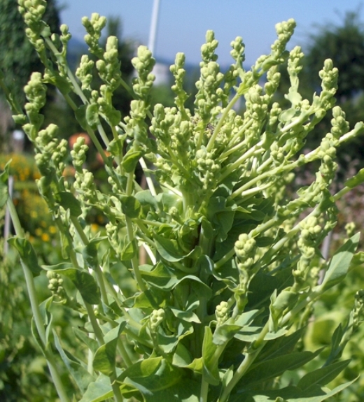 Pflanzenbild gross Kopfsalat - Lactuca sativa