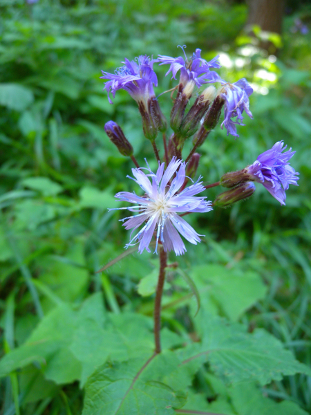 Pflanzenbild gross Alpen-Milchlattich - Cicerbita alpina