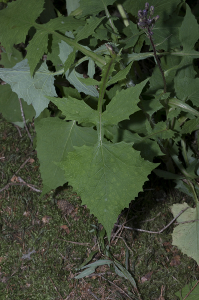 Pflanzenbild gross Alpen-Milchlattich - Cicerbita alpina