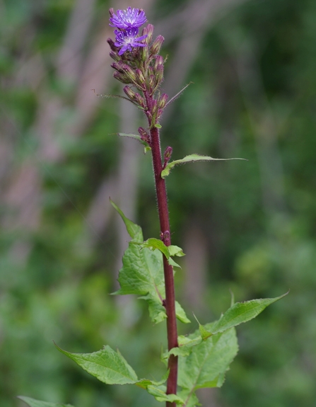 Pflanzenbild gross Alpen-Milchlattich - Cicerbita alpina