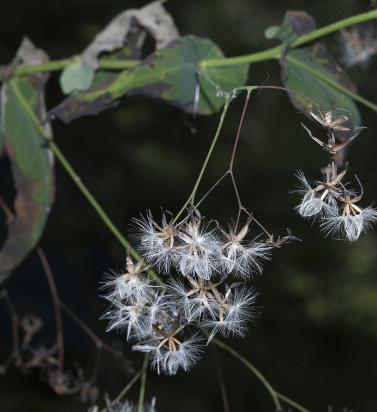 Pflanzenbild gross Purpurlattich - Prenanthes purpurea
