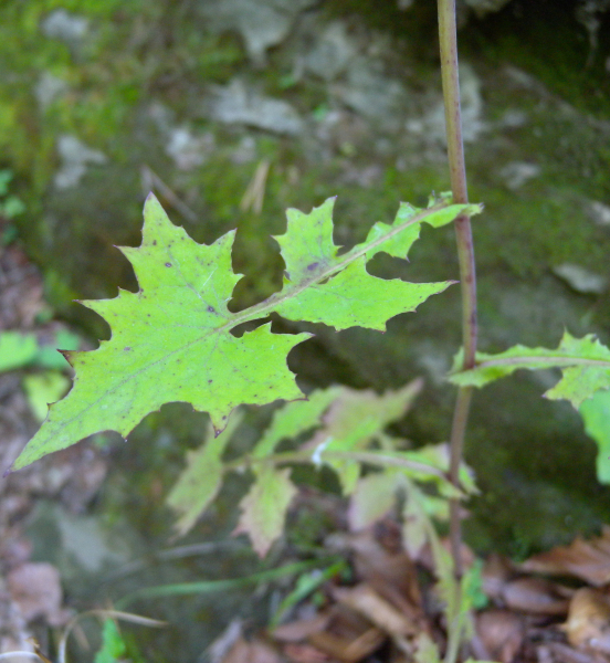 Pflanzenbild gross Mauerlattich - Mycelis muralis