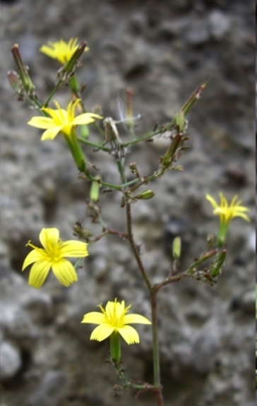 Pflanzenbild gross Mauerlattich - Mycelis muralis