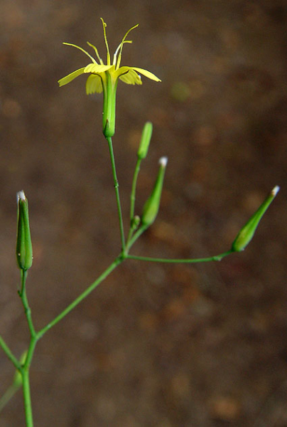 Pflanzenbild gross Mauerlattich - Mycelis muralis