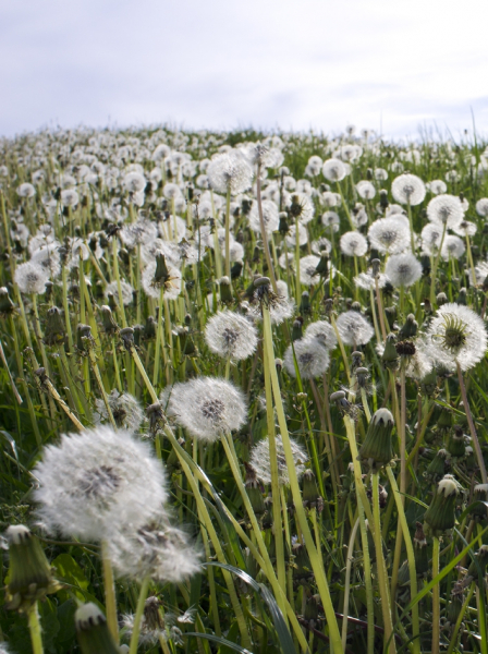 Pflanzenbild gross Gewöhnlicher Löwenzahn - Taraxacum officinale aggr.