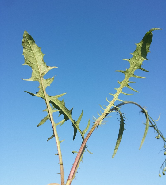 Pflanzenbild gross Kleinköpfiger Pippau - Crepis capillaris
