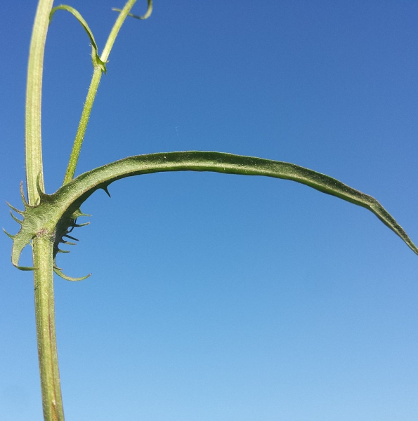 Pflanzenbild gross Kleinköpfiger Pippau - Crepis capillaris