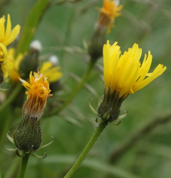 Pflanzenbild gross Wiesen-Pippau - Crepis biennis