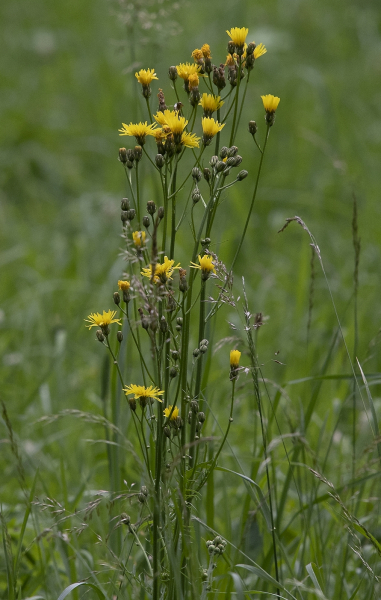 Pflanzenbild gross Wiesen-Pippau - Crepis biennis