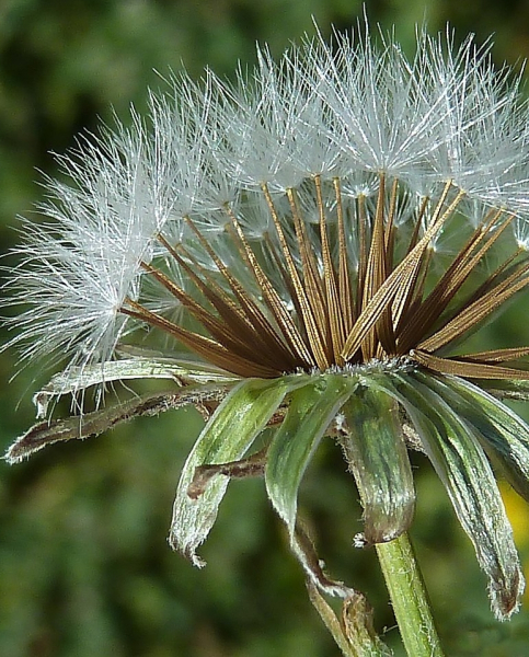 Pflanzenbild gross Löwenzahnblättriger Blasen-Pippau - Crepis vesicaria subsp. taraxacifolia