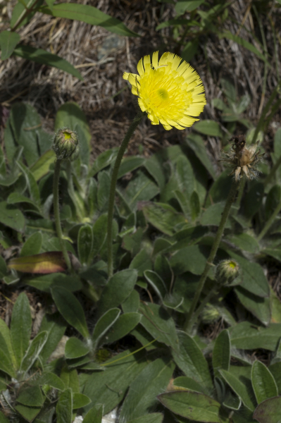 Pflanzenbild gross Langhaariges Habichtskraut - Hieracium pilosella