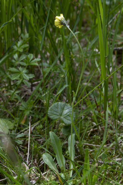 Pflanzenbild gross Öhrchen-Habichtskraut - Hieracium lactucella