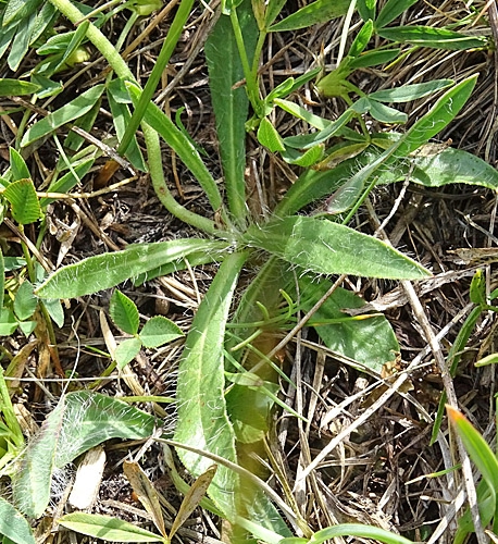 Pflanzenbild gross Gletscher-Habichtskraut - Hieracium angustifolium