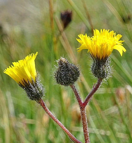 Pflanzenbild gross Gletscher-Habichtskraut - Hieracium angustifolium