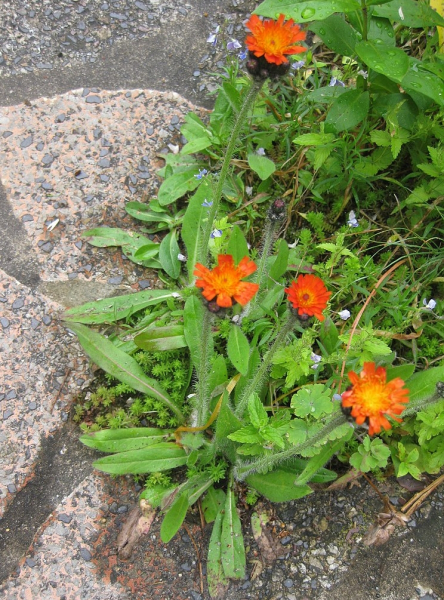 Pflanzenbild gross Orangerotes Habichtskraut - Hieracium aurantiacum