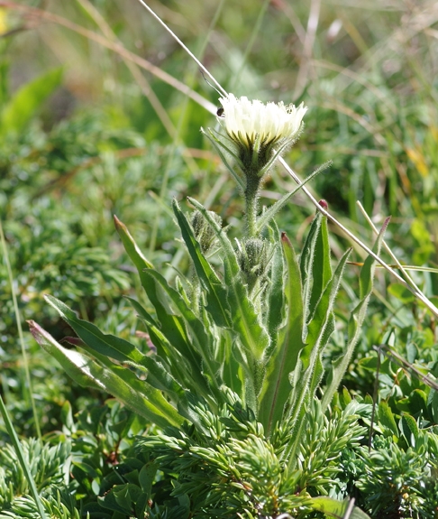 Pflanzenbild gross Weissliches Habichtskraut - Hieracium intybaceum