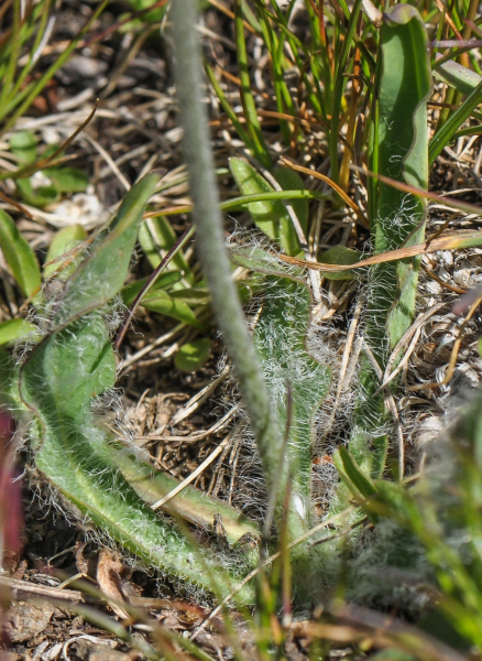 Pflanzenbild gross Drüsiges Grauzottiges Habichtskraut - Hieracium glanduliferum