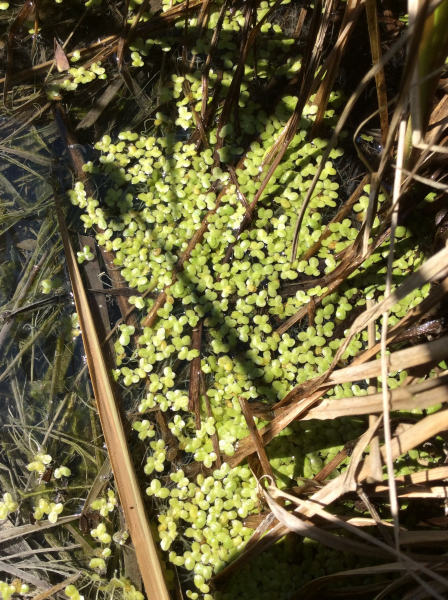 Pflanzenbild gross Kleine Wasserlinse - Lemna minor