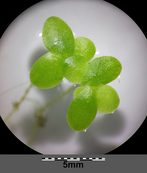 Pflanzenbild gross Kleine Wasserlinse - Lemna minor
