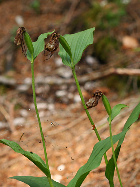 Pflanzenbild gross Frauenschuh - Cypripedium calceolus
