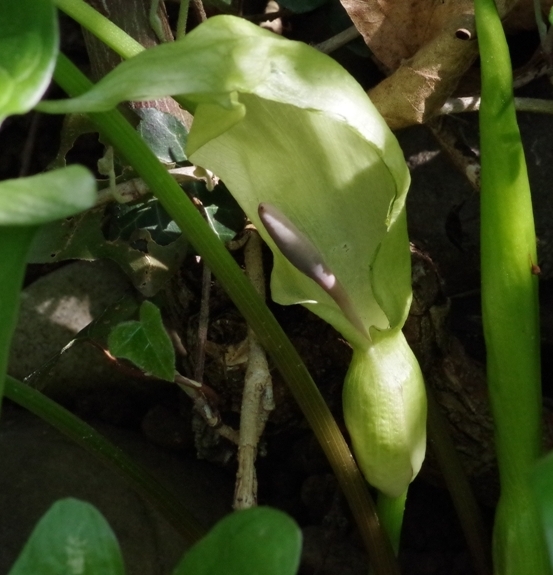 Pflanzenbild gross Gemeiner Aronstab - Arum maculatum