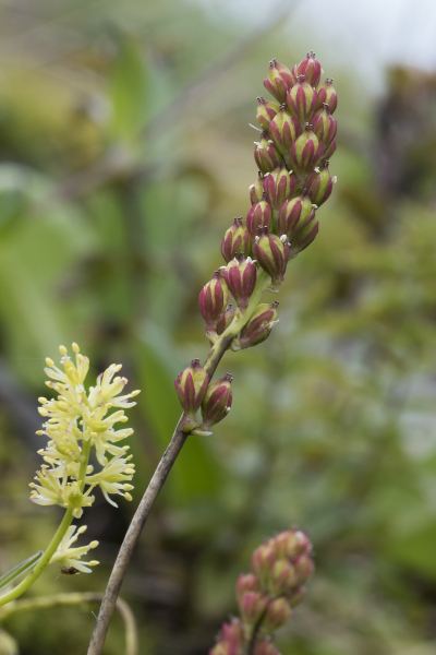Pflanzenbild gross Kelch-Simsenlilie - Tofieldia calyculata