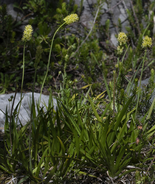 Pflanzenbild gross Kelch-Simsenlilie - Tofieldia calyculata