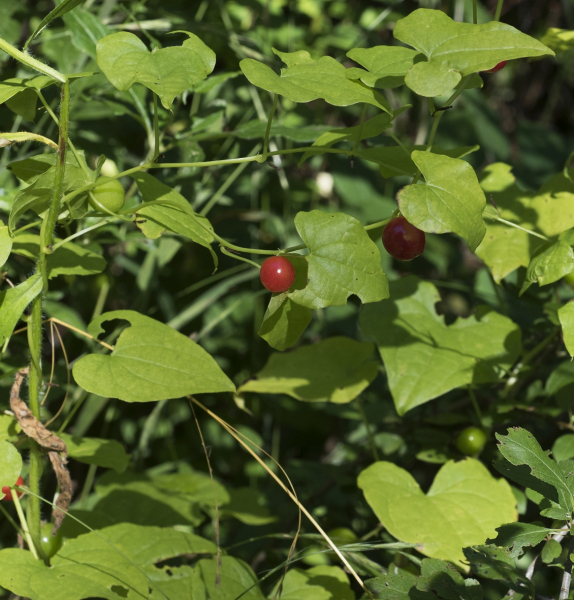 Pflanzenbild gross Schmerwurz - Tamus communis