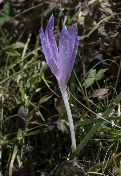Pflanzenbild gross Herbst-Zeitlose - Colchicum autumnale