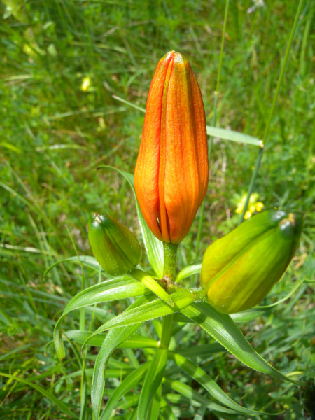 Pflanzenbild gross Bulbillentragende Feuerlilie - Lilium bulbiferum subsp. bulbiferum
