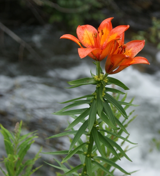 Pflanzenbild gross Bulbillentragende Feuerlilie - Lilium bulbiferum subsp. bulbiferum