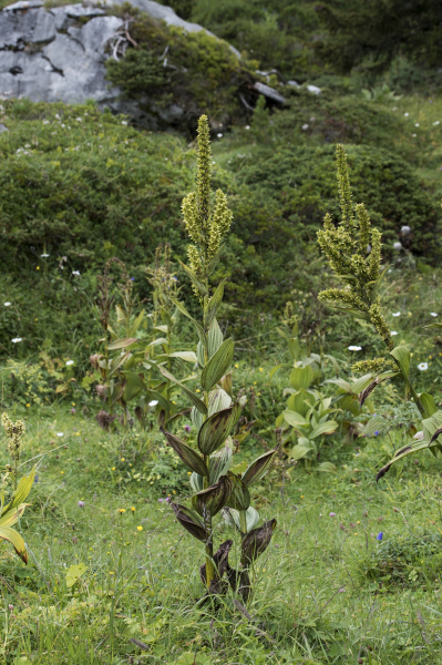 Pflanzenbild gross Gemeiner Germer - Veratrum album