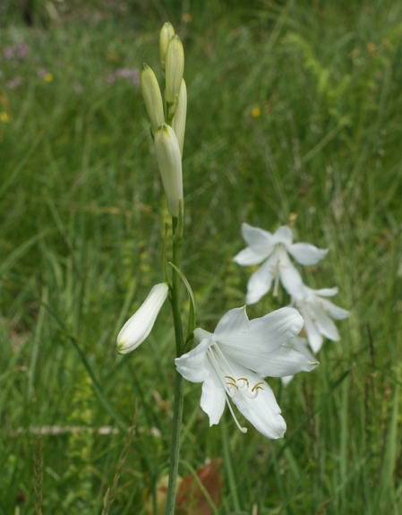 Pflanzenbild gross Weisse Trichterlilie - Paradisea liliastrum