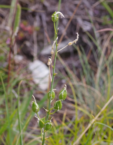 Pflanzenbild gross Astlose Graslilie - Anthericum liliago