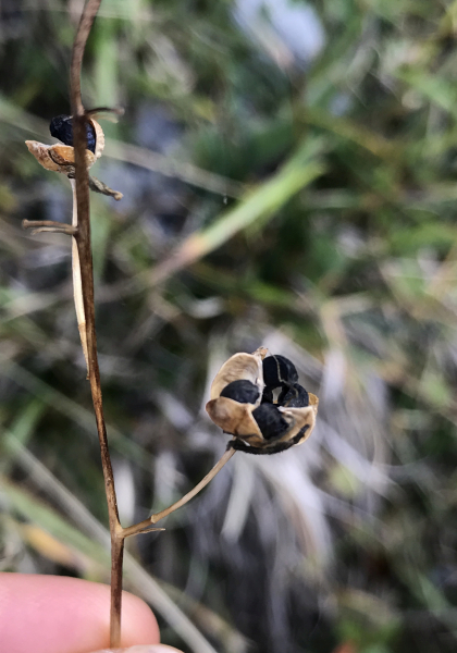 Pflanzenbild gross Ästige Graslilie - Anthericum ramosum