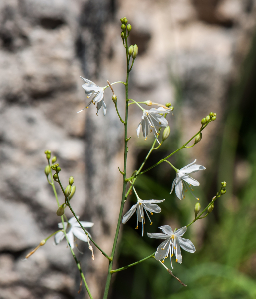 Pflanzenbild gross Ästige Graslilie - Anthericum ramosum