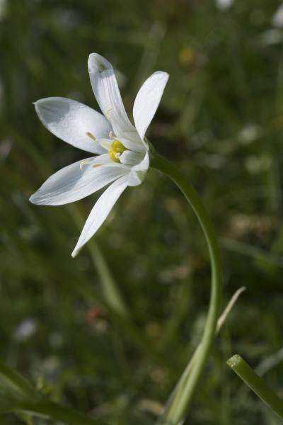 Pflanzenbild gross Doldiger Milchstern - Ornithogalum umbellatum