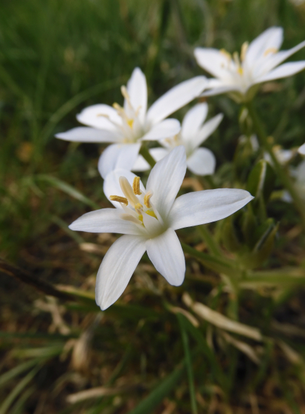 Pflanzenbild gross Doldiger Milchstern - Ornithogalum umbellatum