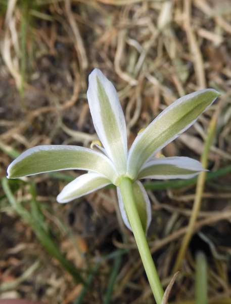 Pflanzenbild gross Doldiger Milchstern - Ornithogalum umbellatum