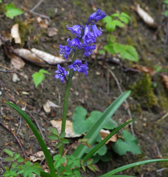Pflanzenbild gross Hasenglöckchen - Hyacinthoides non-scripta