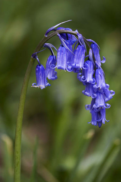 Pflanzenbild gross Hasenglöckchen - Hyacinthoides non-scripta