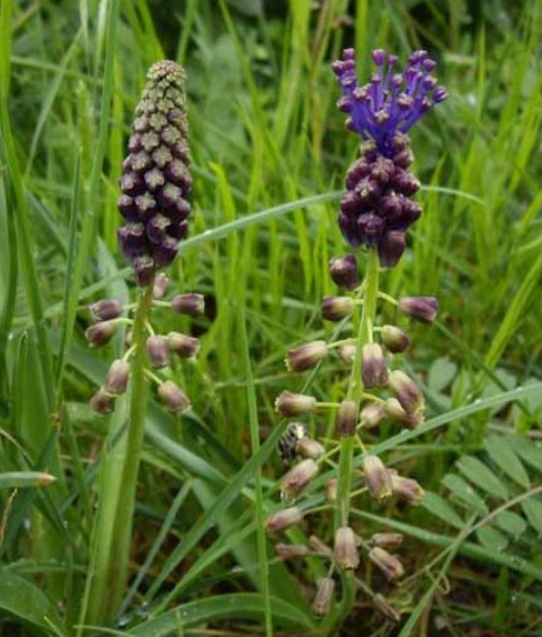 Pflanzenbild gross Schopfige Traubenhyazinthe - Muscari comosum