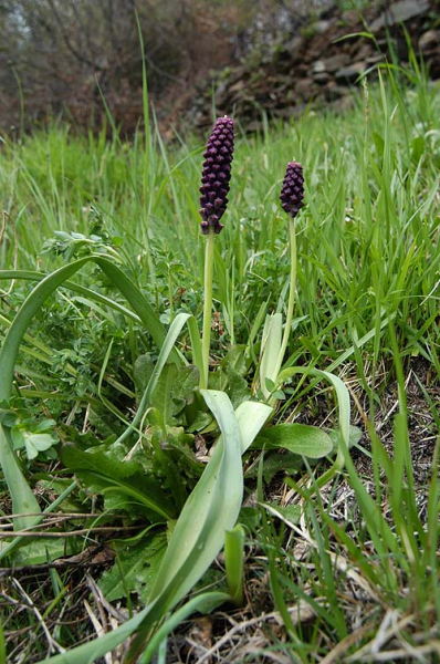 Pflanzenbild gross Schopfige Traubenhyazinthe - Muscari comosum