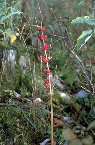 Pflanzenbild gross Quirlblättriges Salomonssiegel - Polygonatum verticillatum