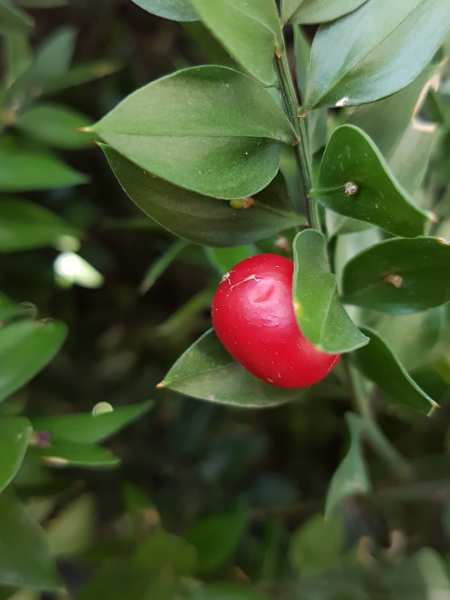 Pflanzenbild gross Mäusedorn - Ruscus aculeatus