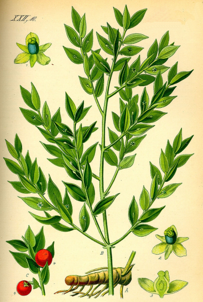 Pflanzenbild gross Mäusedorn - Ruscus aculeatus