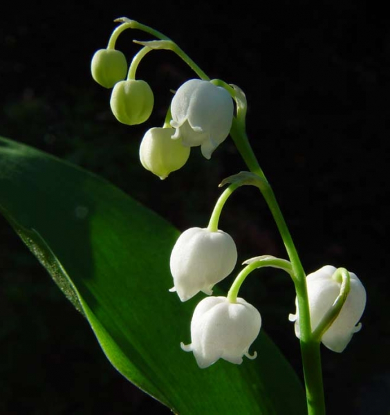 Pflanzenbild gross Maiglöckchen - Convallaria majalis