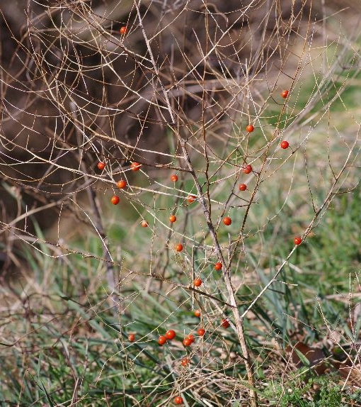 Pflanzenbild gross Gemüse-Spargel - Asparagus officinalis