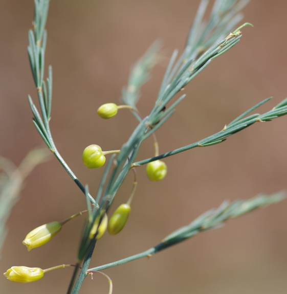 Pflanzenbild gross Gemüse-Spargel - Asparagus officinalis