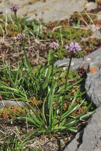 Pflanzenbild gross Berg-Lauch - Allium lusitanicum